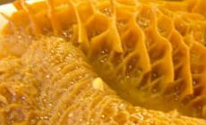 九味牛百葉